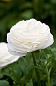 RANUNCULUS BLOOMINGDALE WHITE SHADES