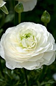 RANUNCULUS MACHE CREAM