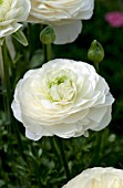 RANUNCULUS MACHE CREAM