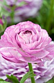 RANUNCULUS MACHE PURPLE