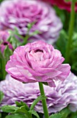 RANUNCULUS MACHE PURPLE