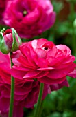 RANUNCULUS MACHE ROSE