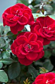 ROSA SUNROSA RED