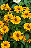 RUDBECKIA TIGER EYE GOLD