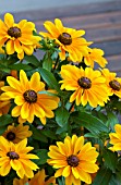 RUDBECKIA TIGER EYE GOLD