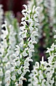 SALVIA MERLEAU WHITE