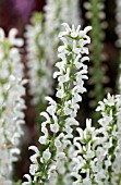 SALVIA MERLEAU WHITE