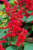 SALVIA SPLENDENS SAUCY RED