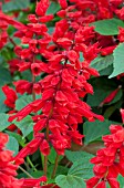 SALVIA SPLENDENS SAUCY RED