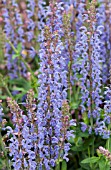 SALVIA X SUPERBA BORDEAU STEEL BLUE