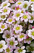 SAXIFRAGA HIGHLANDER ROSE SHADES