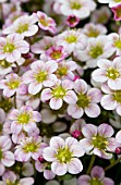 SAXIFRAGA HIGHLANDER ROSE SHADES