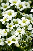 SAXIFRAGA HIGHLANDER WHITE