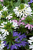 SCAEVOLA BOMBAY SPARKLER MIX