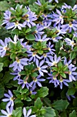 SCAEVOLA SURDIVA LIGHT BLUE