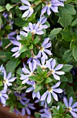 SCAEVOLA SURDIVA LIGHT BLUE