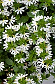 SCAEVOLA SURDIVA WHITE