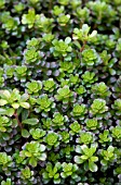 SEDUM SALSA VERDE