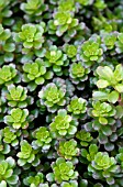 SEDUM SALSA VERDE