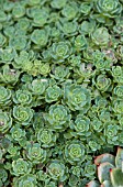 SEDUM NEVII