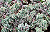 SEDUM SPURIUM TRICOLOR