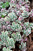 SEDUM SPURIUM TRICOLOR