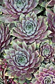 SEMPERVIVUM ROYAL RUBY