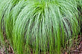 STIPA TENUISSIMA PONYTAILS