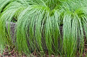 STIPA TENUISSIMA PONYTAILS