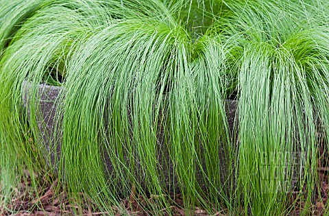 STIPA_TENUISSIMA_PONYTAILS