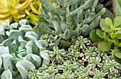 SUCCULENT MIX