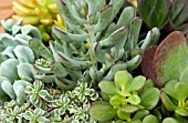 SUCCULENT MIX