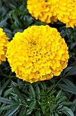 TAGETES ERECTA ANTIGUA GOLD