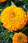 TAGETES ERECTA ANTIGUA ORANGE