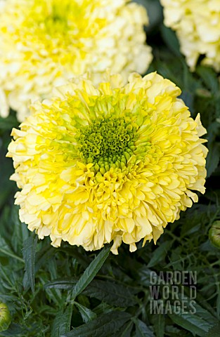 TAGETES_ERECTA_ANTIGUA_PRIMROSE