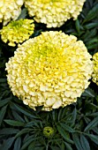 TAGETES ERECTA ANTIGUA PRIMROSE