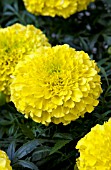 TAGETES ERECTA ANTIGUA YELLOW