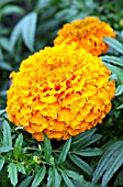 TAGETES ERECTA LADY ORANGE