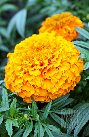 TAGETES_ERECTA_LADY_ORANGE