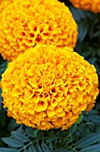 TAGETES ERECTA MARVEL ORANGE