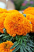 TAGETES ERECTA MOONSONG DEEP ORANGE