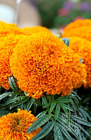 TAGETES_ERECTA_MOONSONG_DEEP_ORANGE