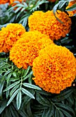 TAGETES ERECTA MOONSONG DEEP ORANGE