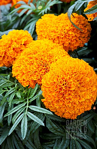 TAGETES_ERECTA_MOONSONG_DEEP_ORANGE