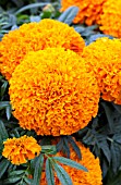 TAGETES ERECTA MOONSTRUCK DEEP ORANGE