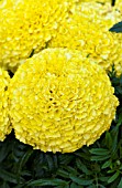 TAGETES ERECTA MOONSTRUCK LEMON YELLOW