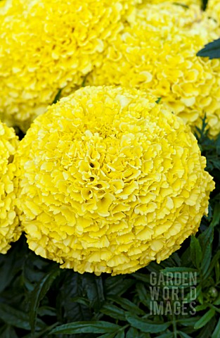 TAGETES_ERECTA_MOONSTRUCK_LEMON_YELLOW