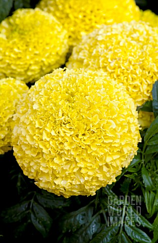 TAGETES_ERECTA_MOONSTRUCK_LEMON_YELLOW