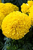 TAGETES ERECTA MOONSTRUCK YELLOW