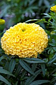 TAGETES ERECTA NARAI YELLOW